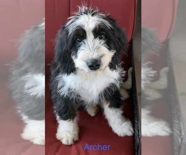 Medium Photo #1  Breeder Profile in KINGSPORT, TN, USA