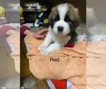 Small #6 Breeder Profile image