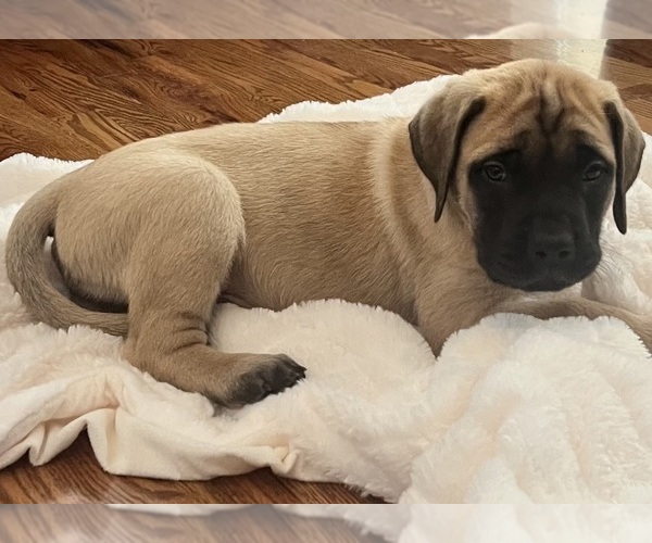 Medium Photo #1  Breeder Profile in BIXBY, OK, USA