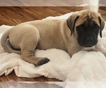 Small breeder photo