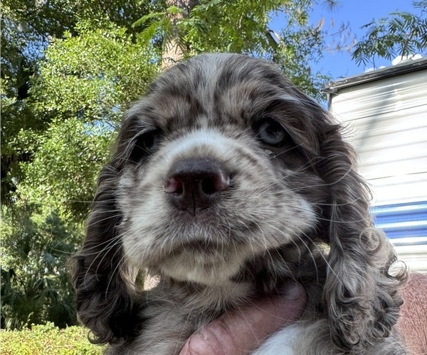 Medium Photo #1  Breeder Profile in HAWTHORNE, FL, USA