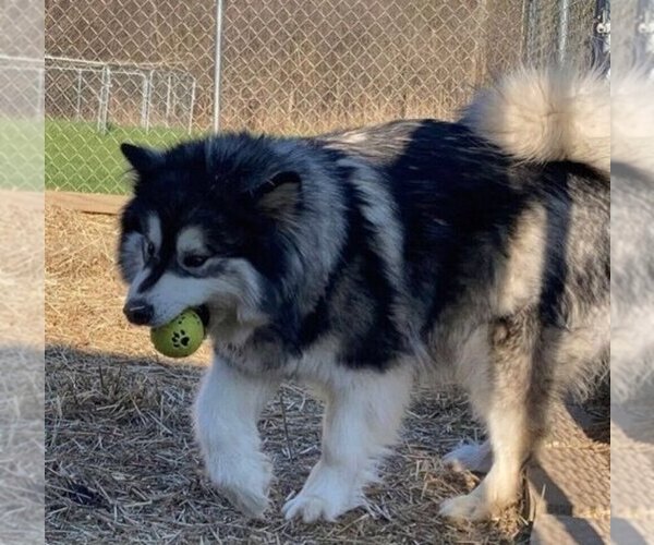 Medium Photo #1  Breeder Profile in CASS CITY, MI, USA