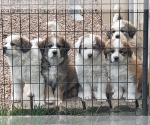 Great Bernese Dog Breeder near PINE, CO, USA