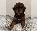 Small #6 Breeder Profile image