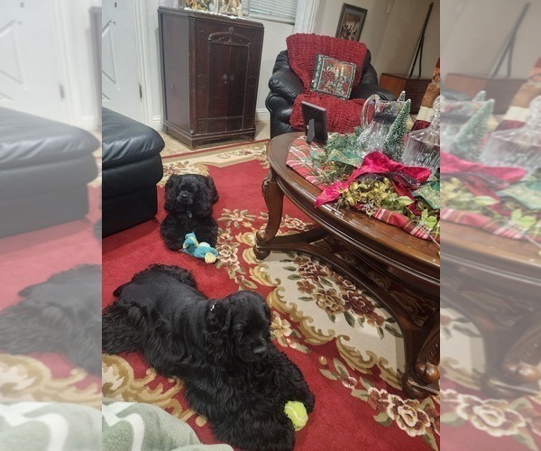 Medium Photo #2  Breeder Profile in HUFFMAN, TX, USA