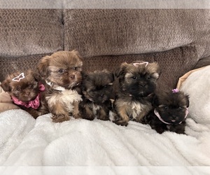 Shih Tzu Dog Breeder near KATY, TX, USA
