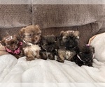 Small breeder photo