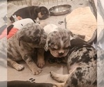 Small #42 Breeder Profile image