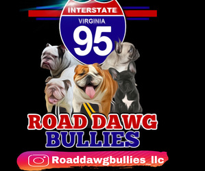 Main photo of Bulldog Dog Breeder near RICHMOND, VA, USA