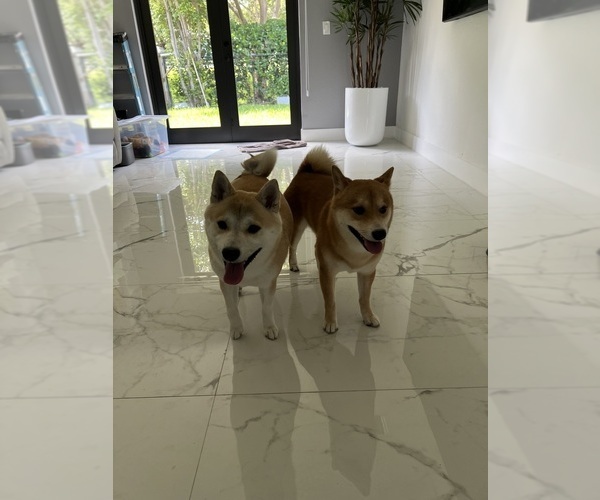 Medium Photo #13  Breeder Profile in MIAMI, FL, USA