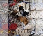 Small #39 Breeder Profile image