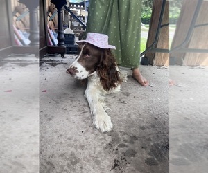 English Springer Spaniel Dog Breeder near MARTVILLE, NY, USA