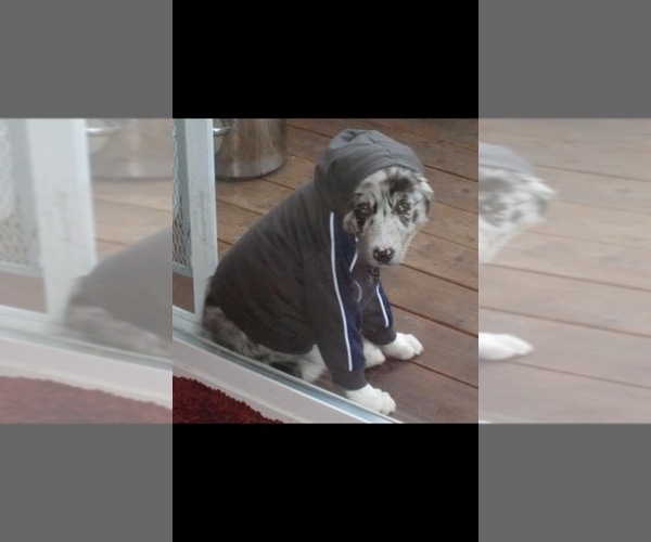 Medium Photo #10  Breeder Profile in SUNNYVALE, CA, USA