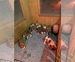 Small #13 Breeder Profile image