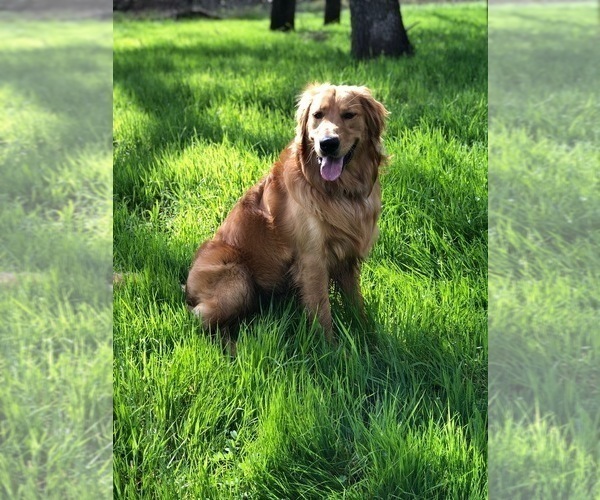 Medium Photo #22  Breeder Profile in BLUE SPRINGS, MO, USA