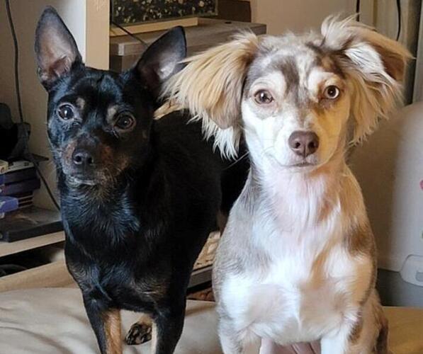 Medium Photo #1  Breeder Profile in RIPON, CA, USA