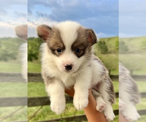 American Corgi Dog Breeder near CASTLEWOOD, VA, USA