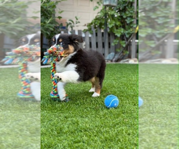 Medium Photo #5  Breeder Profile in PLACERVILLE, CA, USA