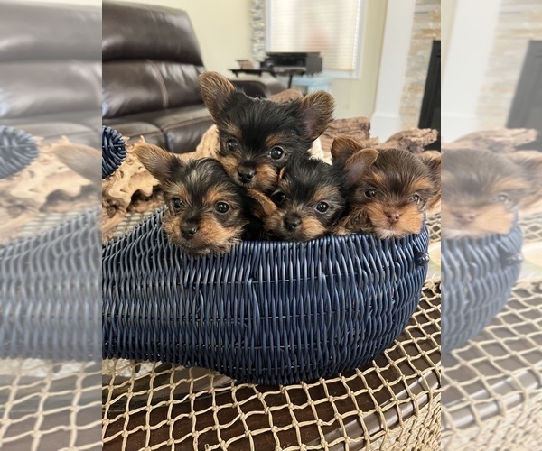 Medium Photo #1  Breeder Profile in BEACH HAVEN WEST, NJ, USA