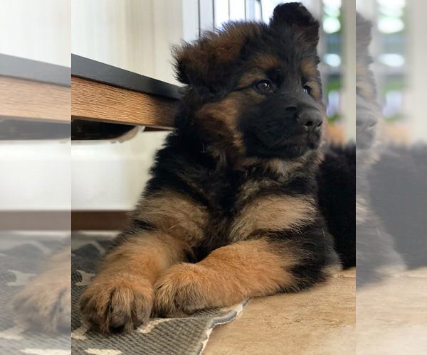 Medium Photo #29  Breeder Profile in COVINGTON, LA, USA