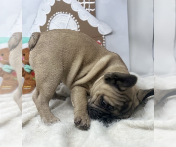 Medium Photo #17  Breeder Profile in PENN VALLEY, CA, USA