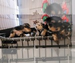 Small #326 Breeder Profile image