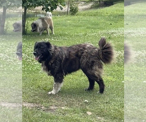 Medium Photo #106  Breeder Profile in TWINING, MI, USA