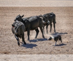 Border Collie Dog Breeder near REEDLEY, CA, USA