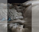 Small #2 Breeder Profile image