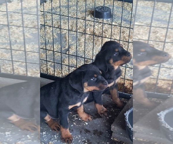 Medium Photo #1  Breeder Profile in HESPERIA, CA, USA