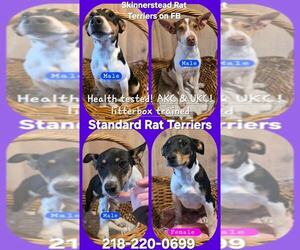 Rat Terrier Dog Breeder near KEMMERER, WY, USA