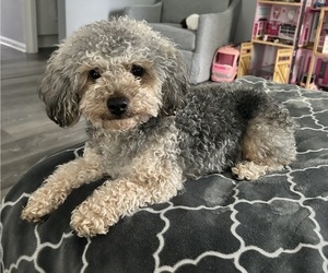 YorkiePoo Dog Breeder near MONTGOMERY VILLAGE, MD, USA