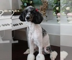 Small #9 Breeder Profile image
