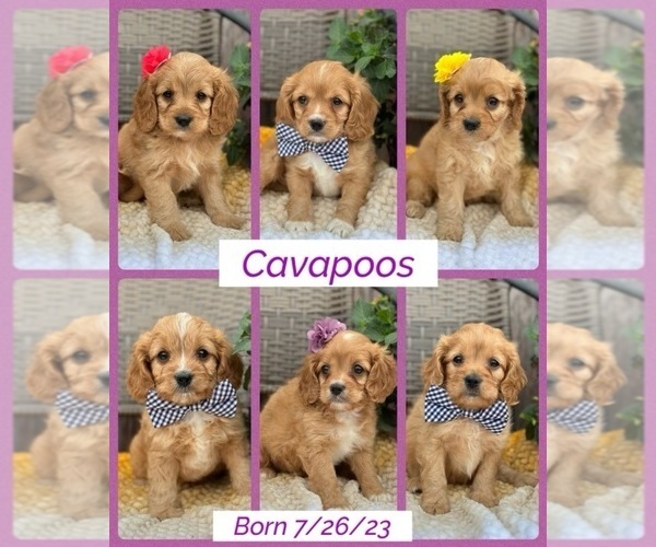 Medium Photo #2  Breeder Profile in RICHMOND, IL, USA