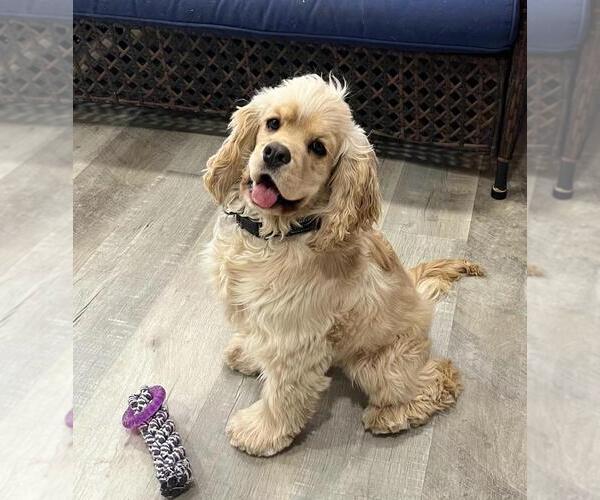 Medium Photo #75  Breeder Profile in Aylmer, Ontario, Canada