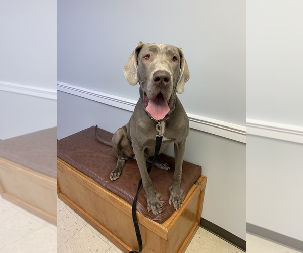 Medium Photo #1  Breeder Profile in AKRON, OH, USA