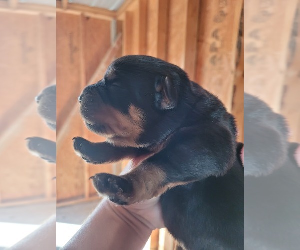 Medium Photo #3  Breeder Profile in EUSTIS, FL, USA