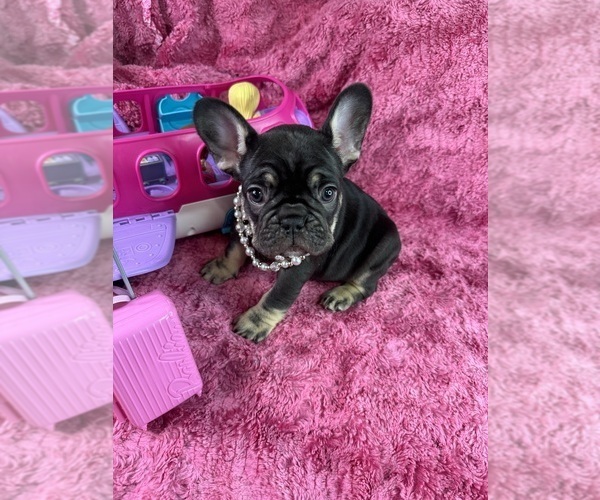 Medium Photo #3  Breeder Profile in JEFFERSONVILLE, IN, USA