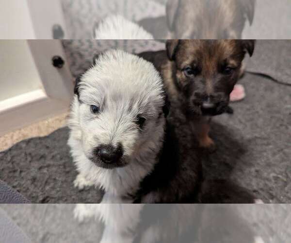 Medium Photo #1  Breeder Profile in SOAP LAKE, WA, USA