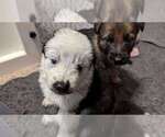 Small breeder photo