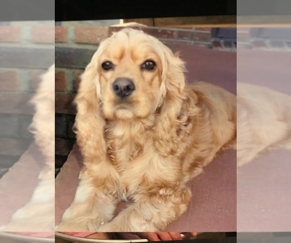 Medium Photo #3  Breeder Profile in PARKERS LAKE, KY, USA