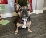 Small breeder photo