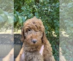 Small #1 Breeder Profile image