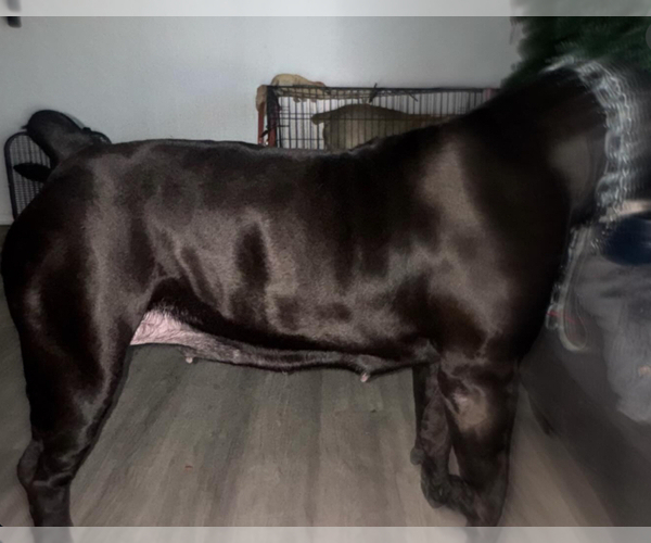 Medium Photo #8  Breeder Profile in BELLEVUE, NE, USA