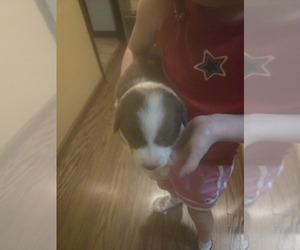 Border Collie Dog Breeder near LEBANON, MO, USA