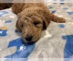 Small #9 Breeder Profile image