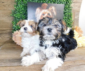 Yorkshire Terrier Dog Breeder near SIMPSONVILLE, SC, USA