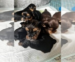Small Photo #19  Breeder Profile in MACON, GA, USA
