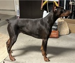 Small #1 Breeder Profile image