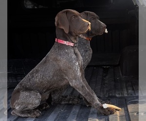 German Shorthaired Pointer Dog Breeder near STRAWBERRY POINT, IA, USA